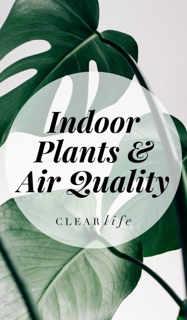 Adding the right plants to your household can aid on removing toxic gases from the air you breathe.