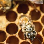 honey bee