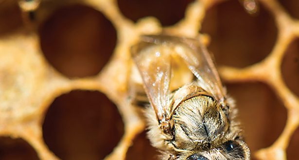 honey bee
