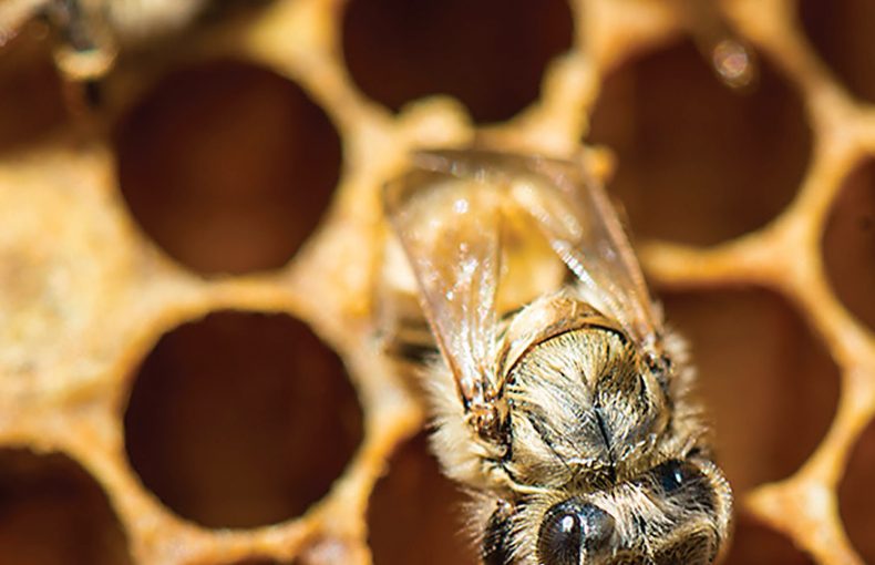 honey bee