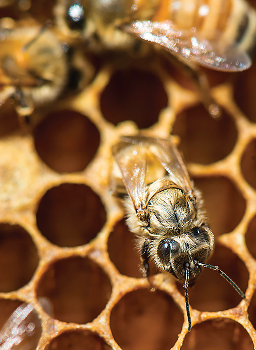 honey bee
