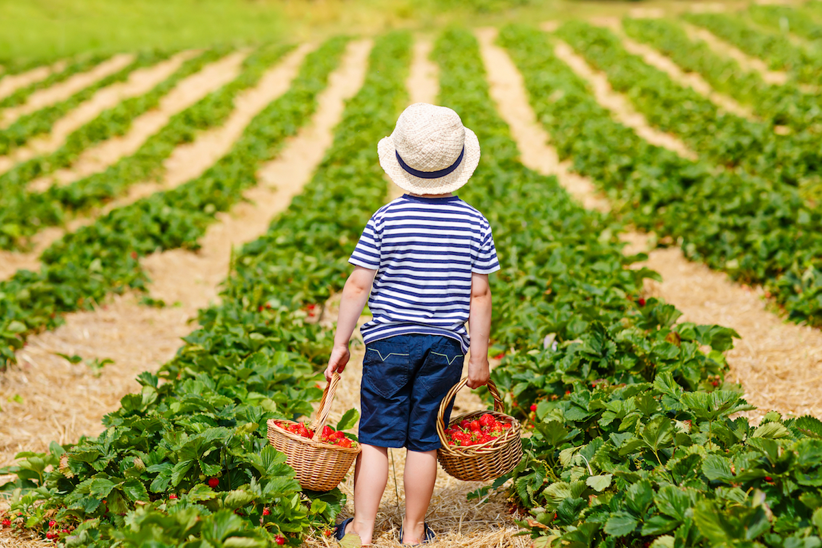 What’s The Impact On Global Warming From Food?