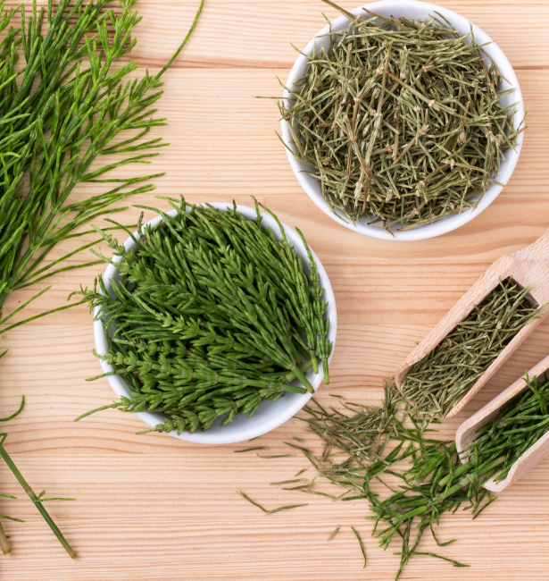 Top Benefits of Horsetail In Beauty