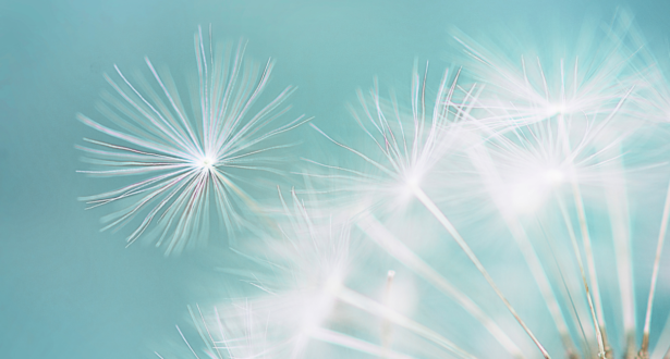 dandelion