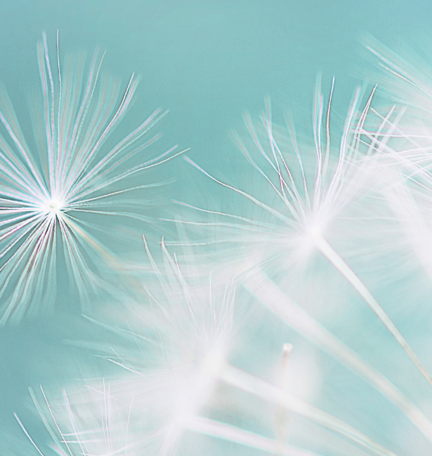 dandelion