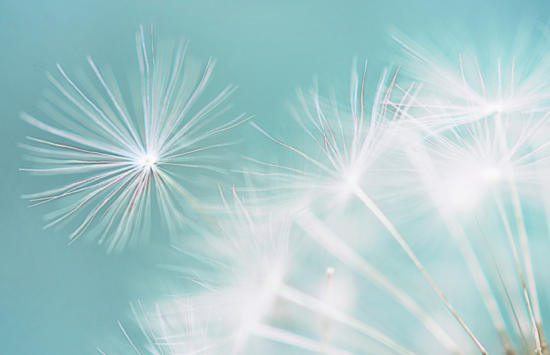 dandelion
