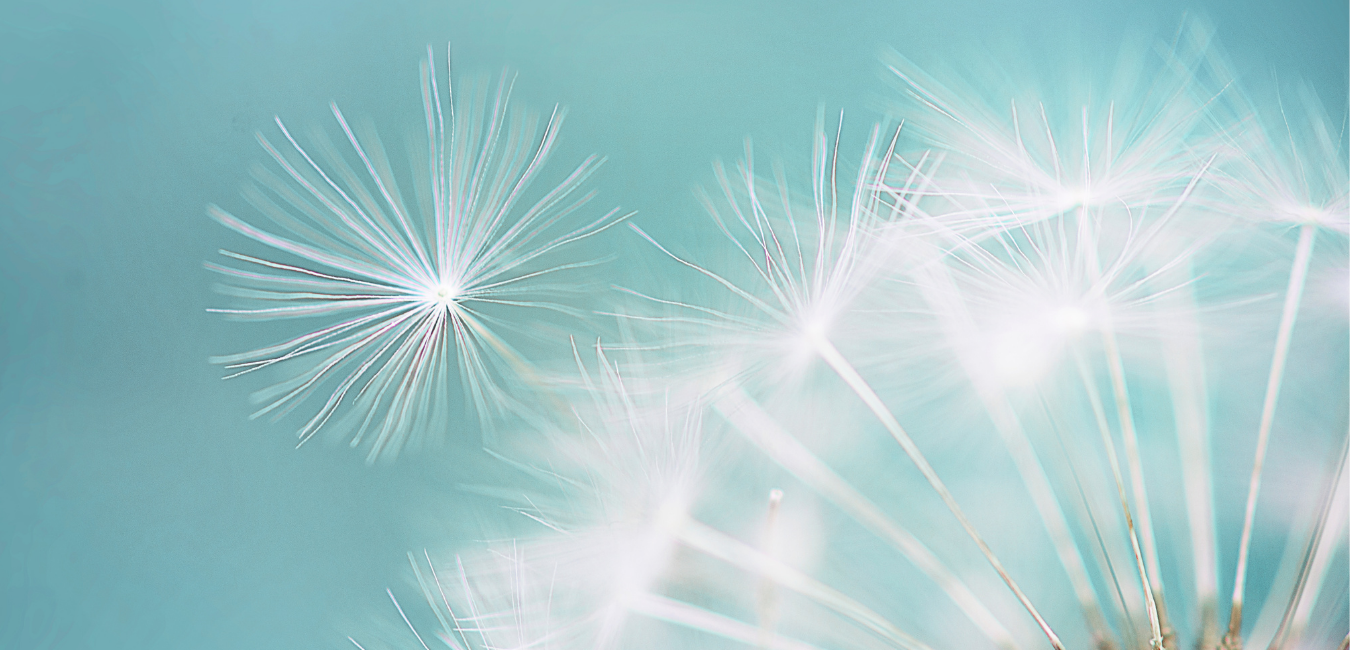 dandelion